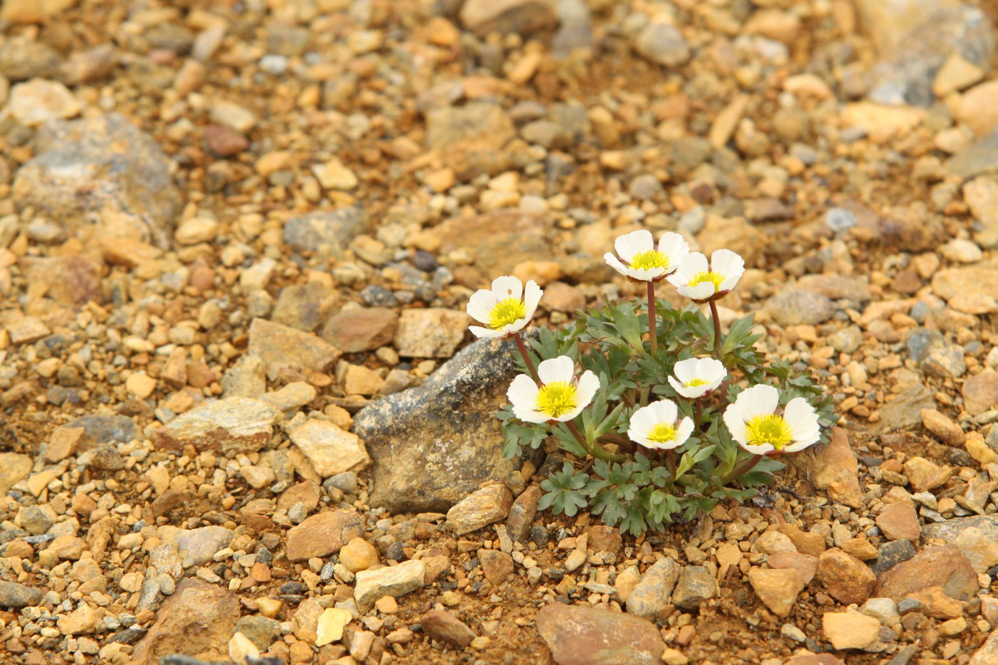 Issoleie (Ranunculus glacialis). 