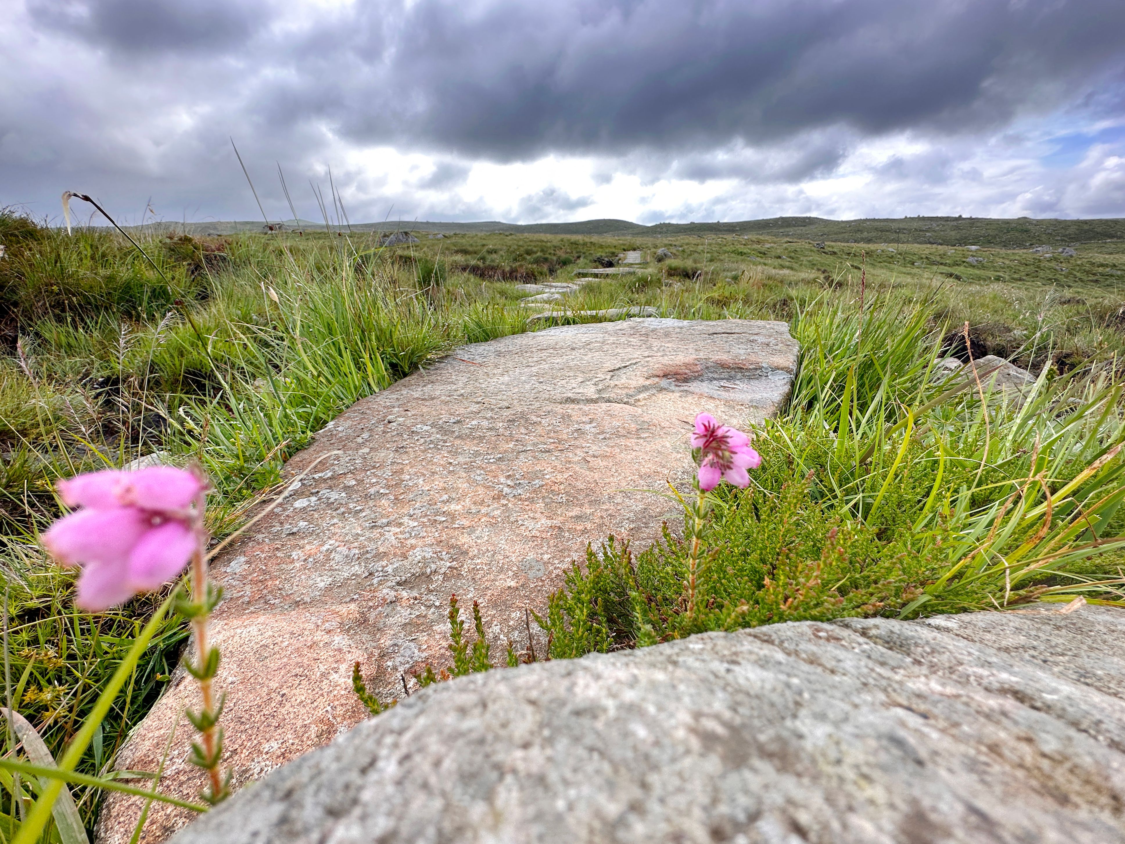 Nice heathland on the trip to Steinkjerringa