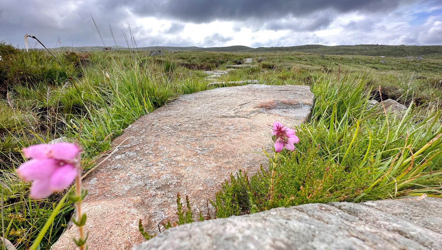 Nice heathland on the trip to Steinkjerringa