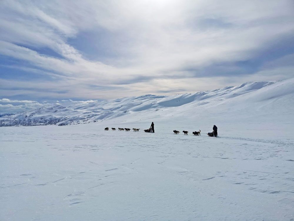 2 hundesleder på tur gjennom vinterlandskapet