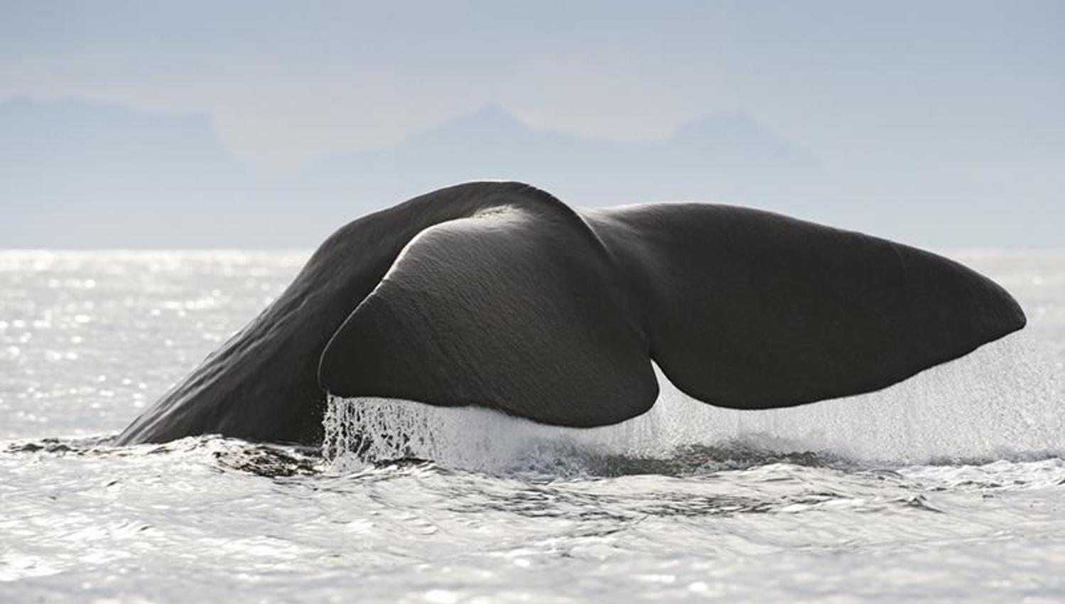 Whale2Sea