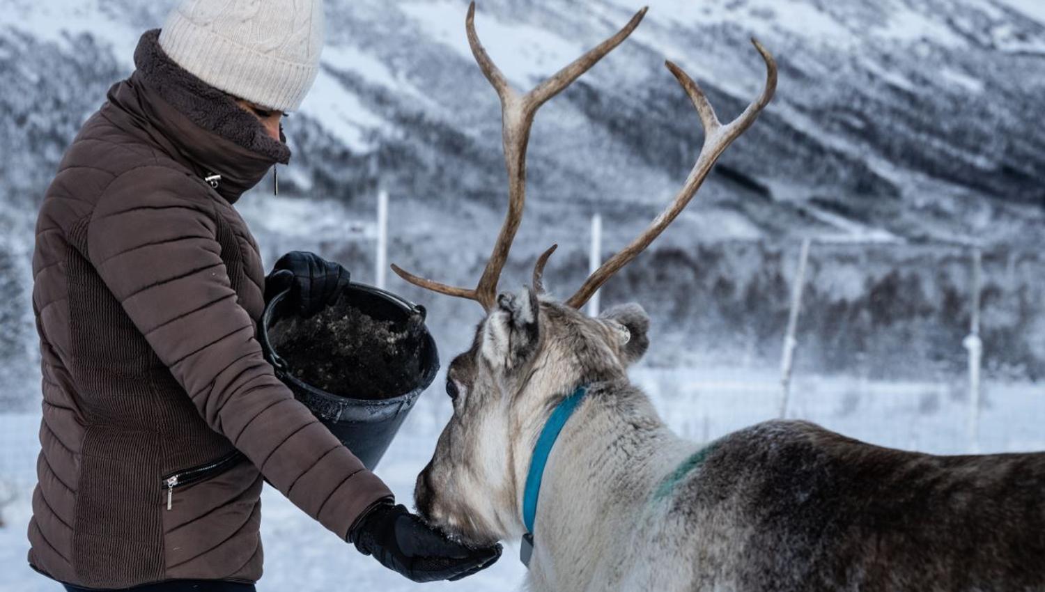 Person feeding a reindeer in a snowy landscape with mountains in the background.