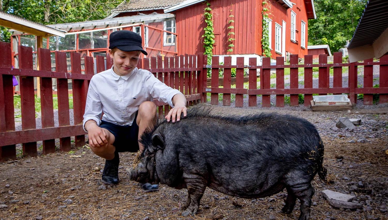 Boy cuddling with pig