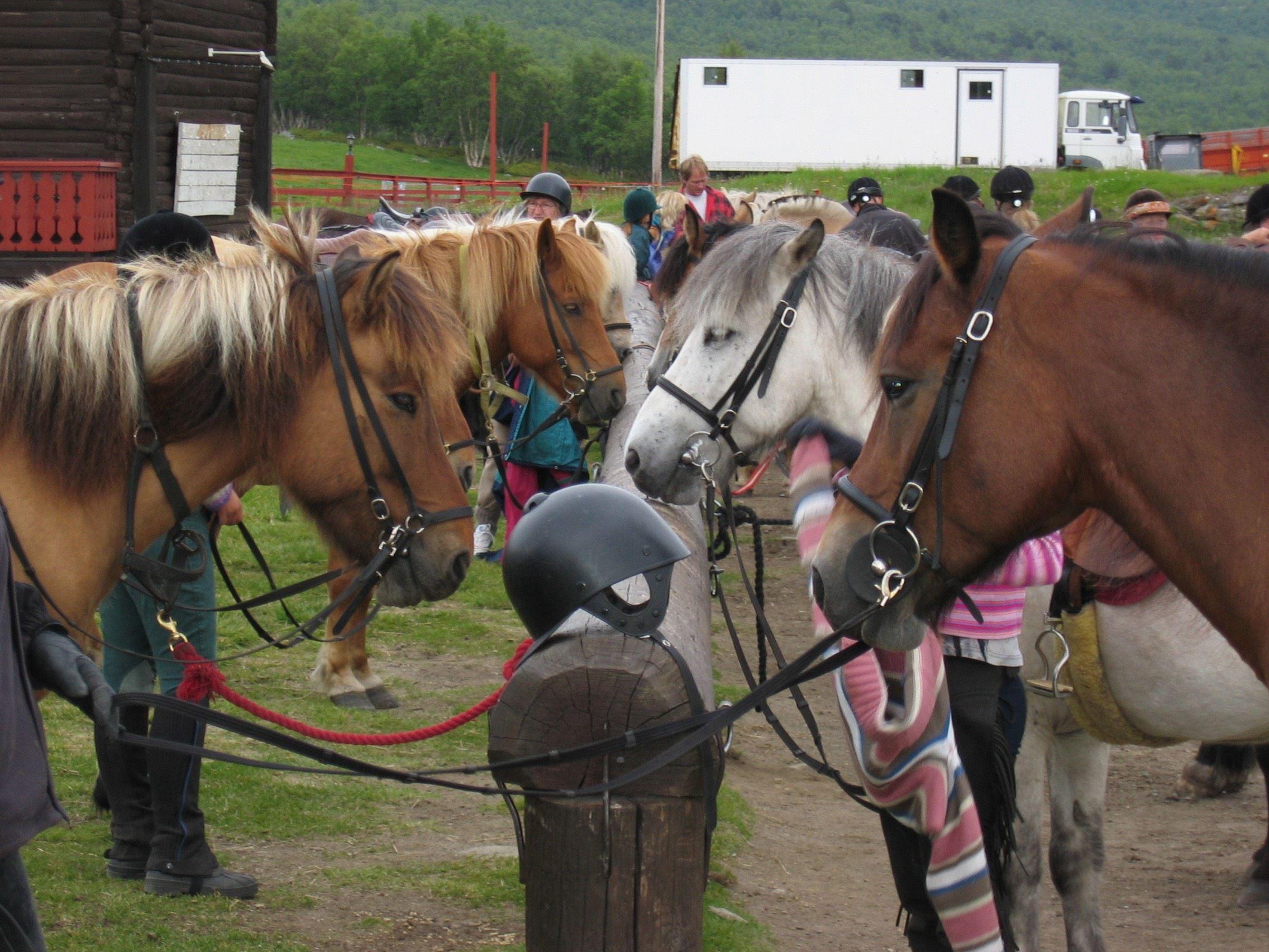 Hjerkinn Fjellstue & Fjellridning