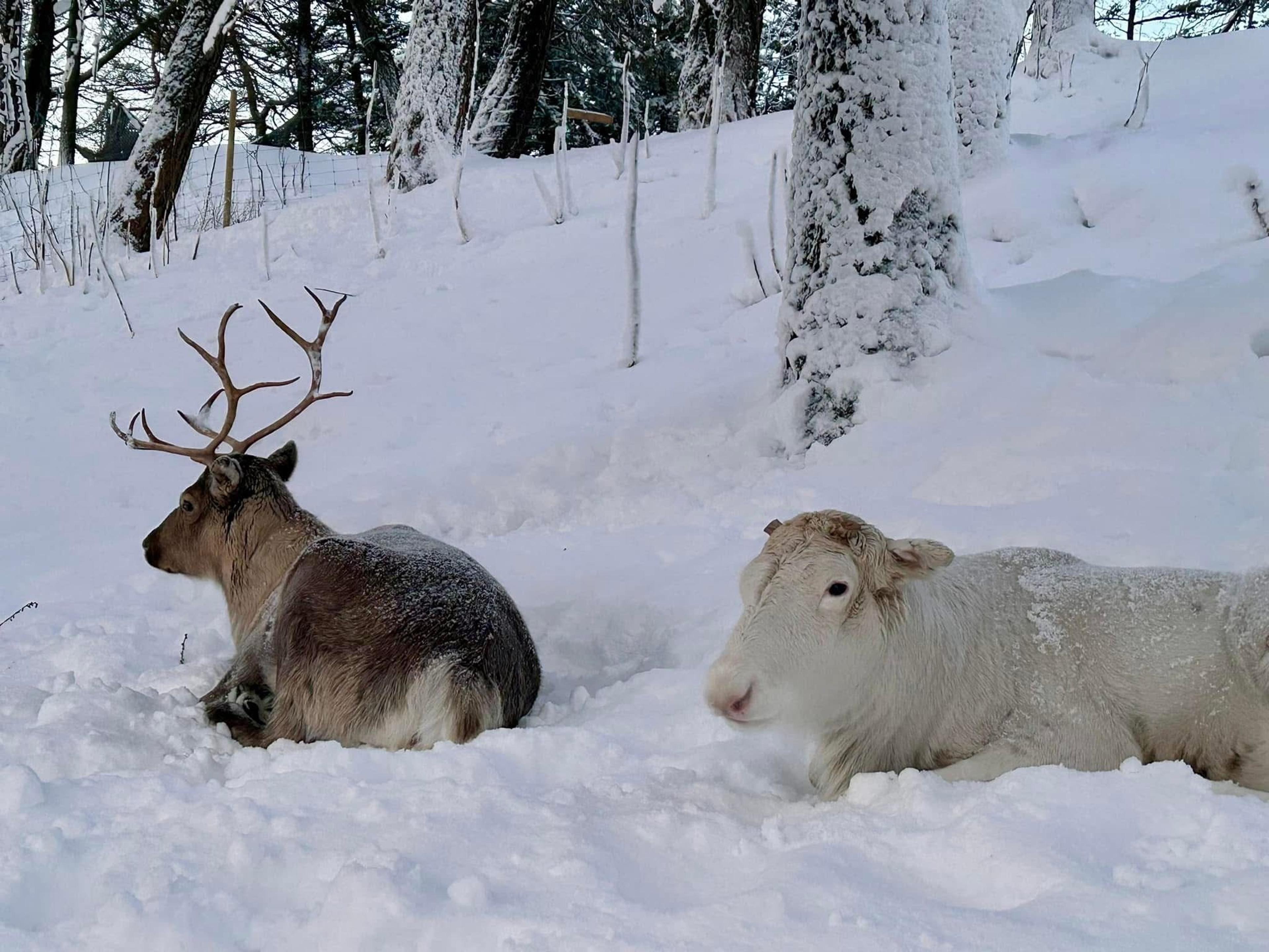 Saltfjell Sami Adventure