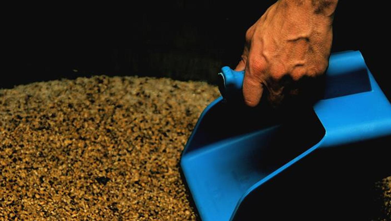 Inderøy Gårdsbryggeri, along the Golden Road - grains