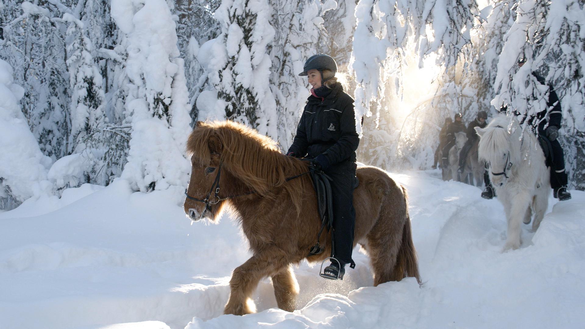 Horseback experiences - Mesna Activities & Accommodation