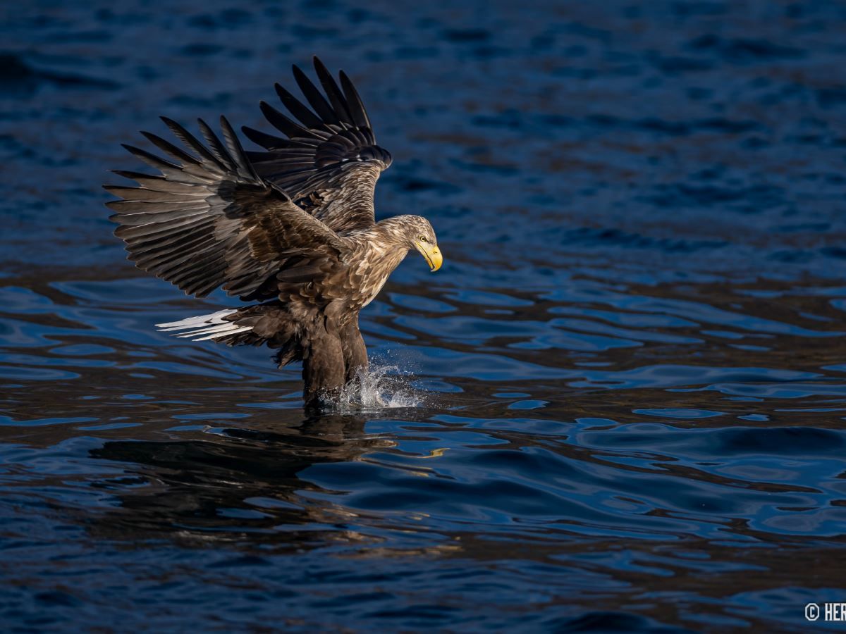 Ørn som er i ferd med å fange en fisk