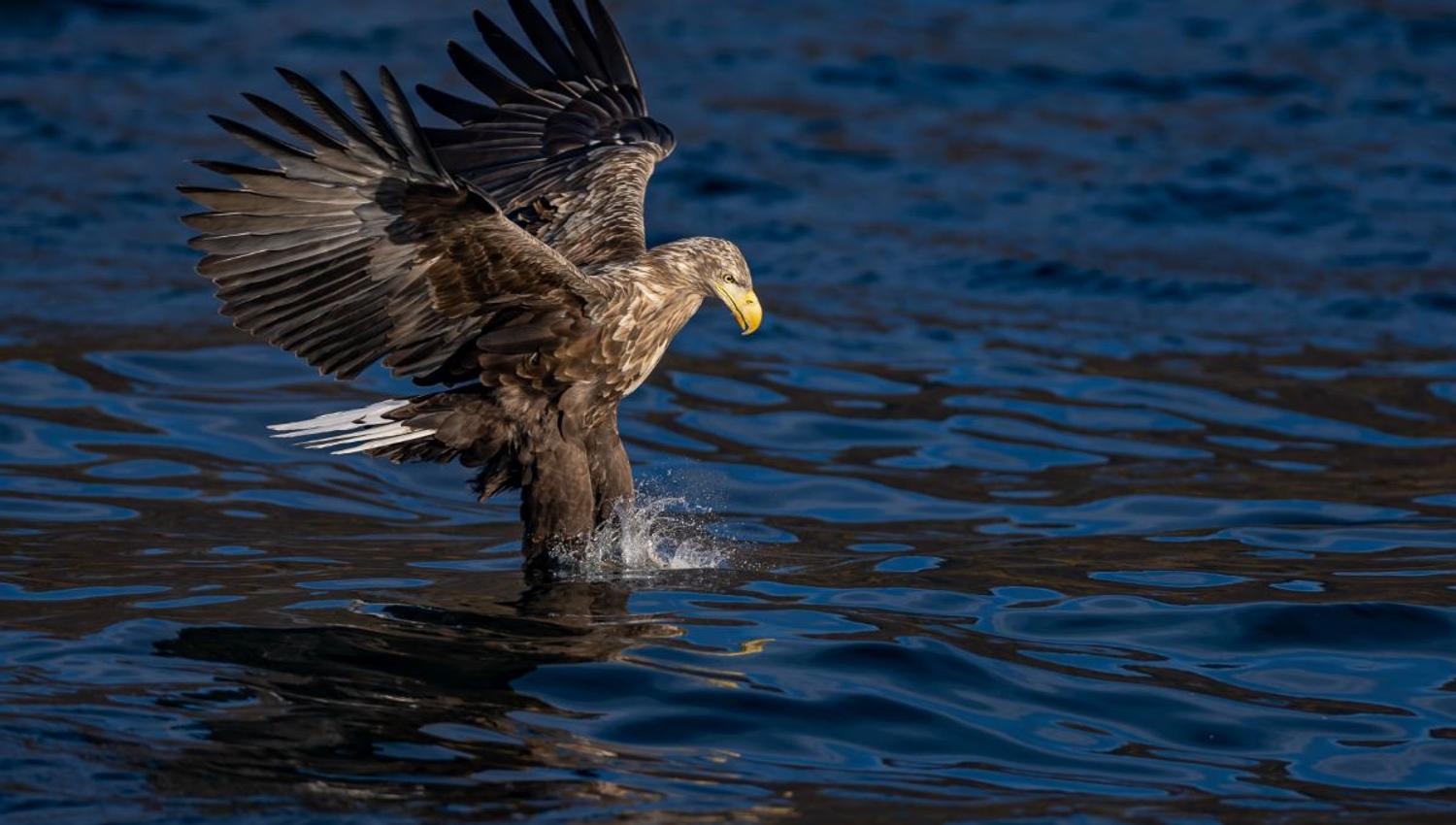 Ørn som er i ferd med å fange en fisk