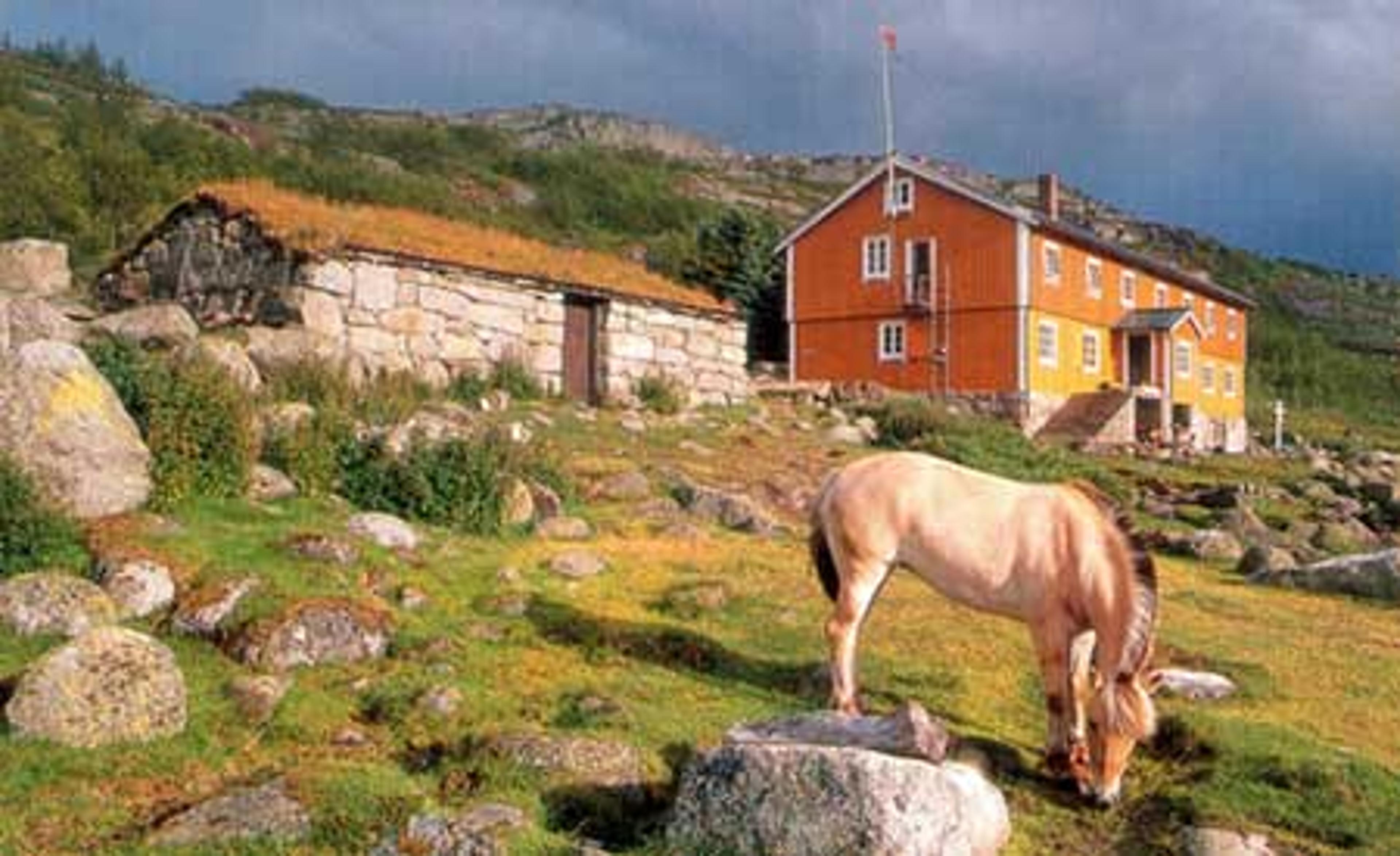 Fjording som beitar ved tradisjonell fjellstove på Hardangervidda, omgitt av grøne lier og steinmurar.