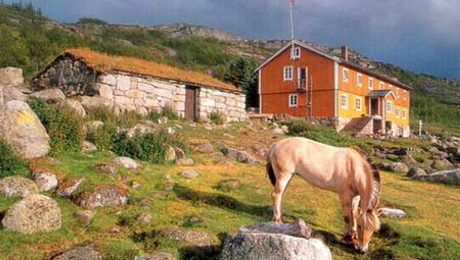 Norwegian fjord horse grazing beside a mountain lodge on Hardangervidda, surrounded by rolling hills and stone walls.