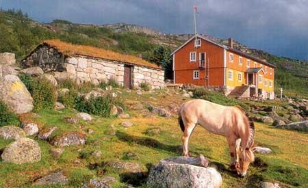 Fjording som beitar ved tradisjonell fjellstove på Hardangervidda, omgitt av grøne lier og steinmurar.
