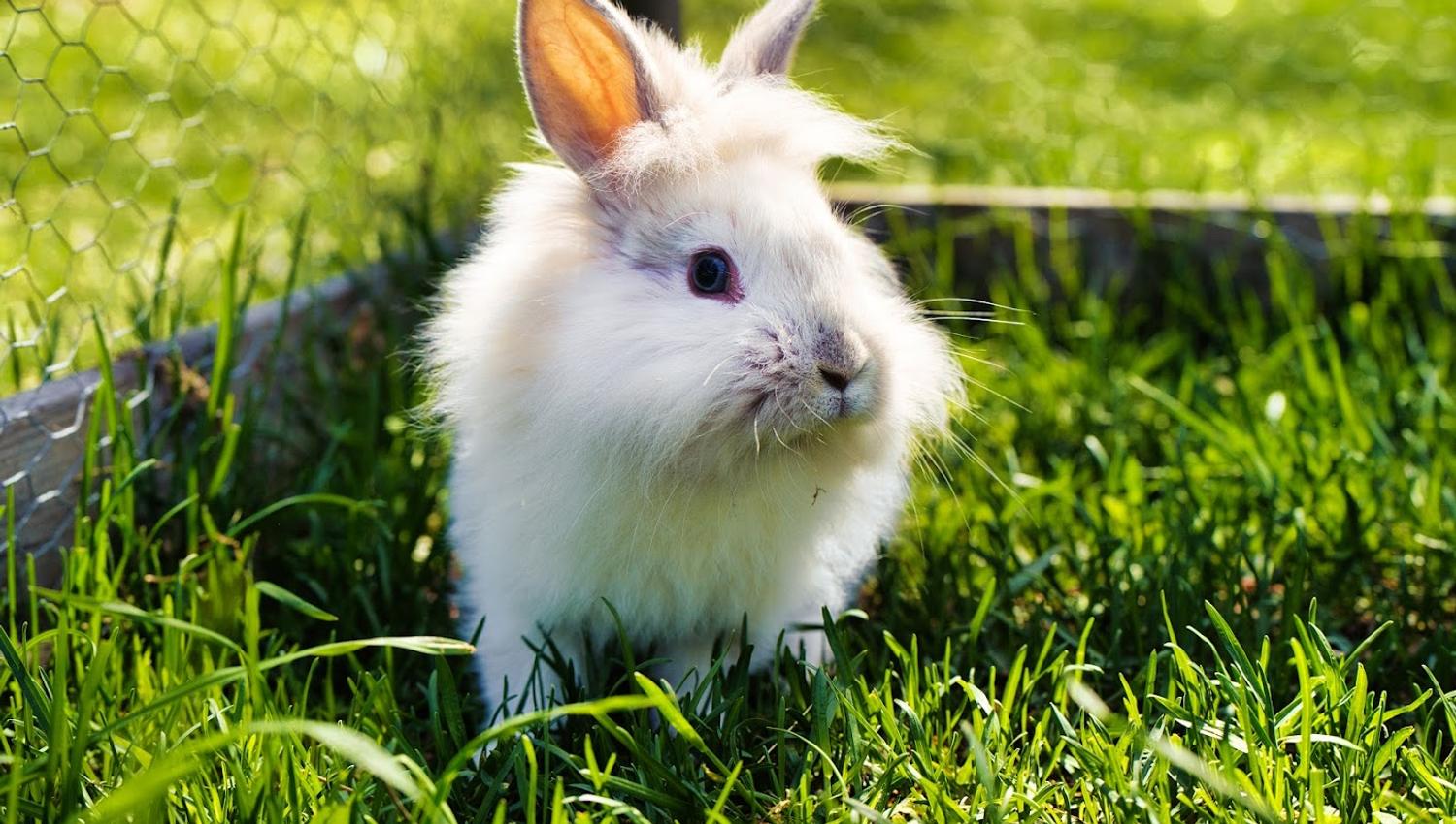 Hamster.