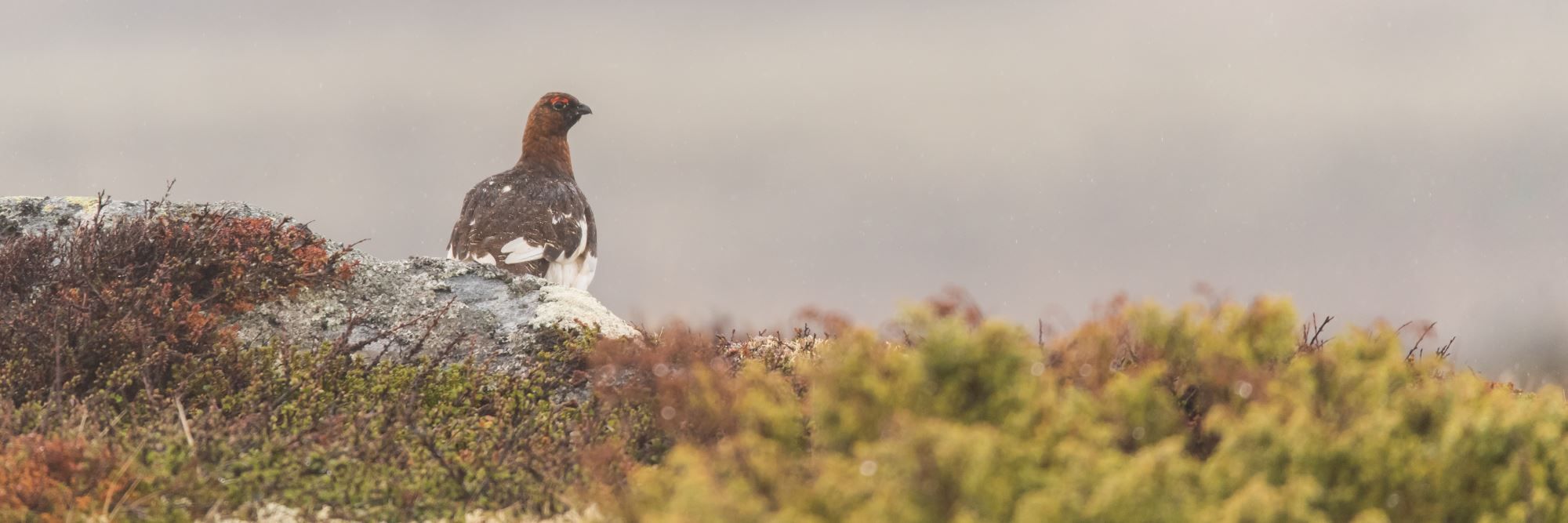 Bird watching with guide