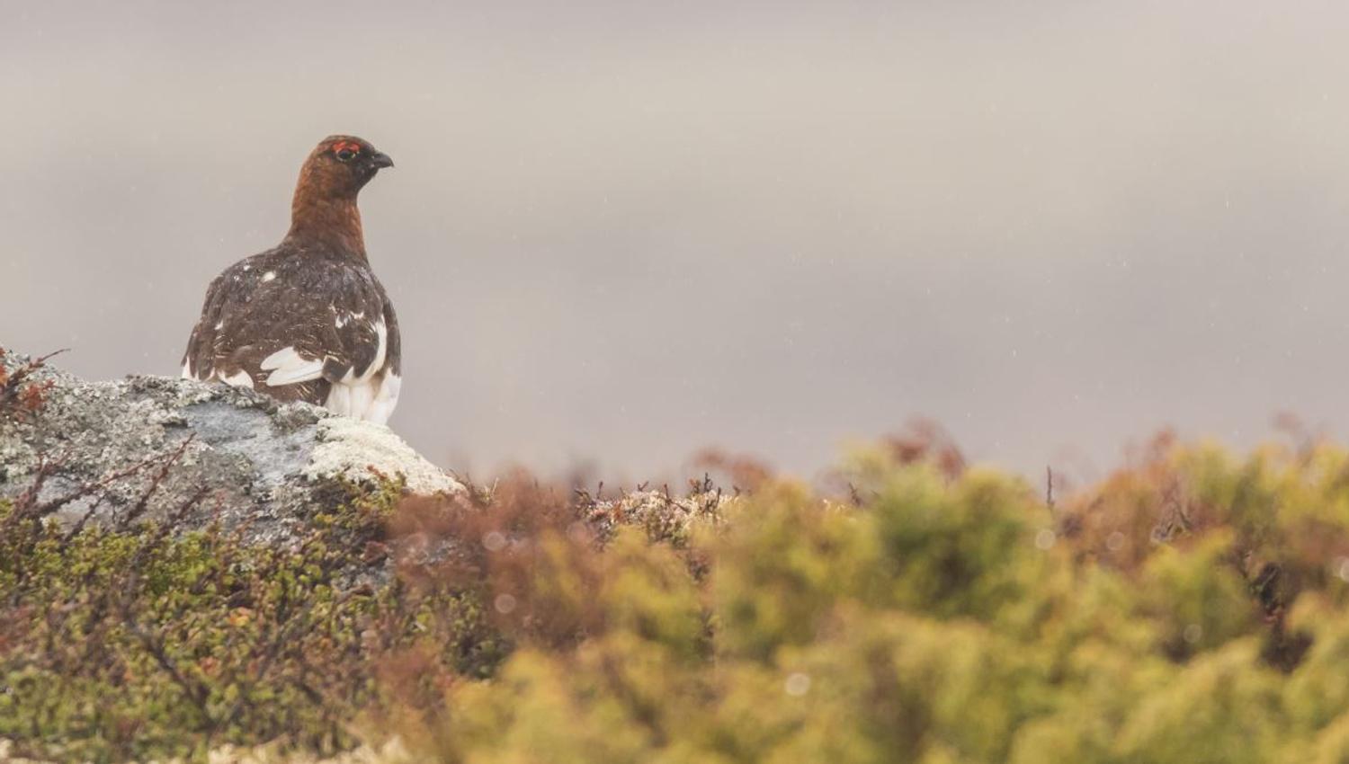Bird watching with guide