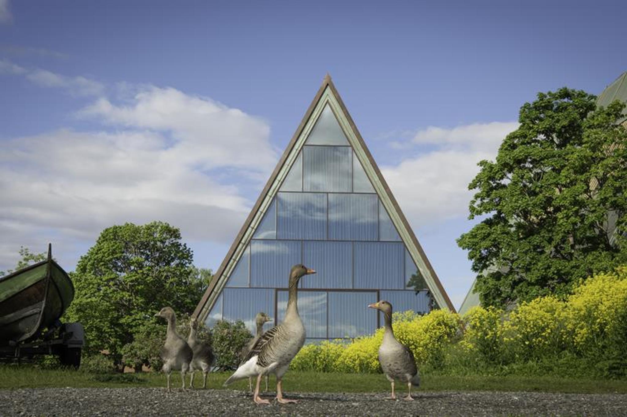Eksteriør med gåser.