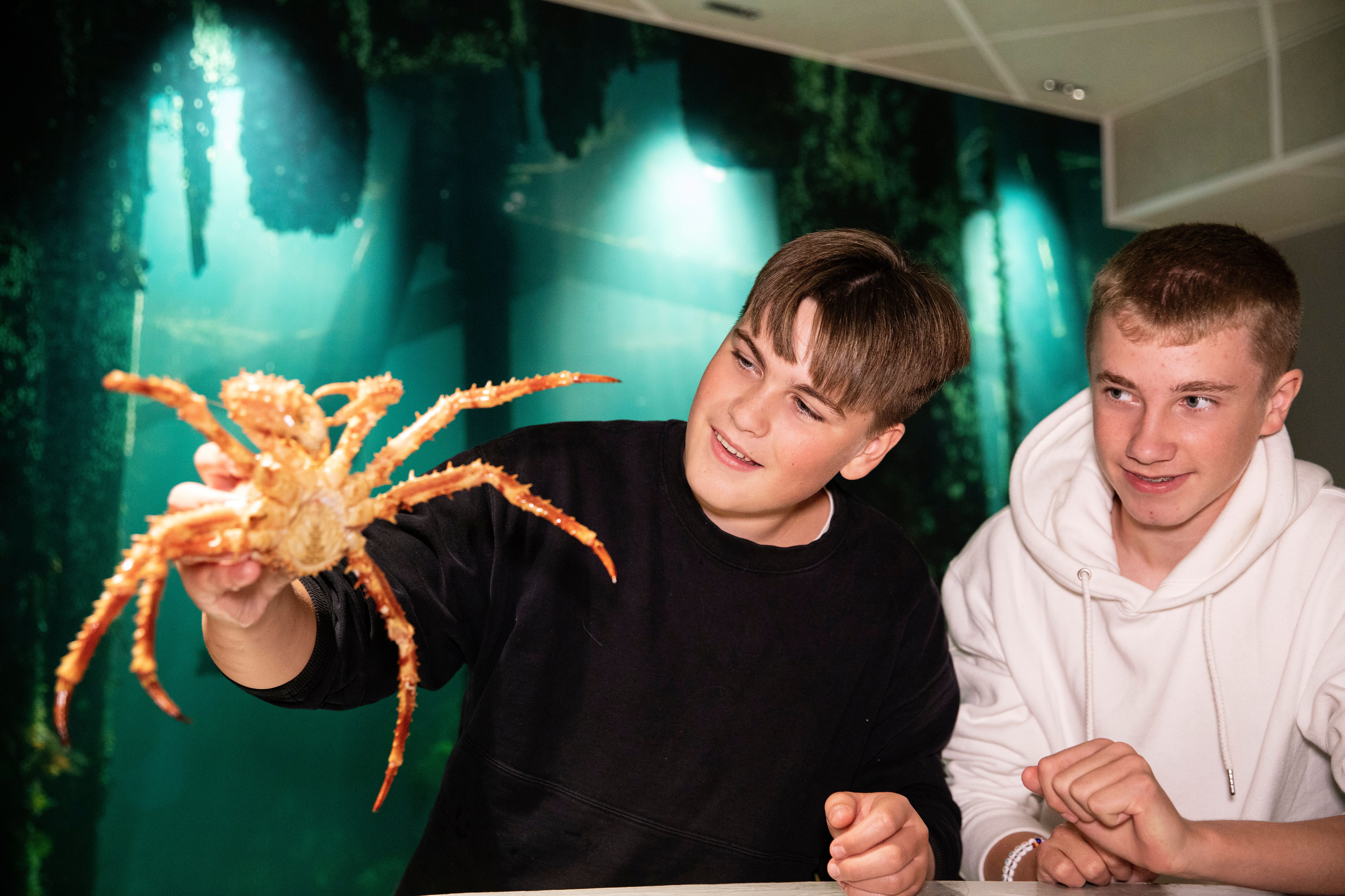 Har du løftet en trollkrabbe før?