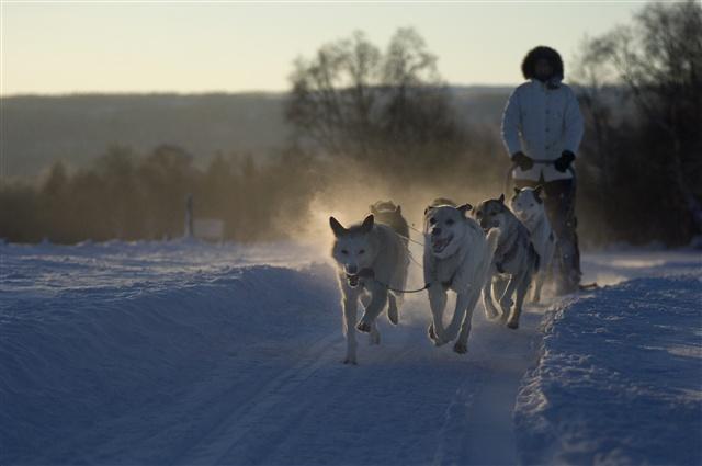Dog sledding