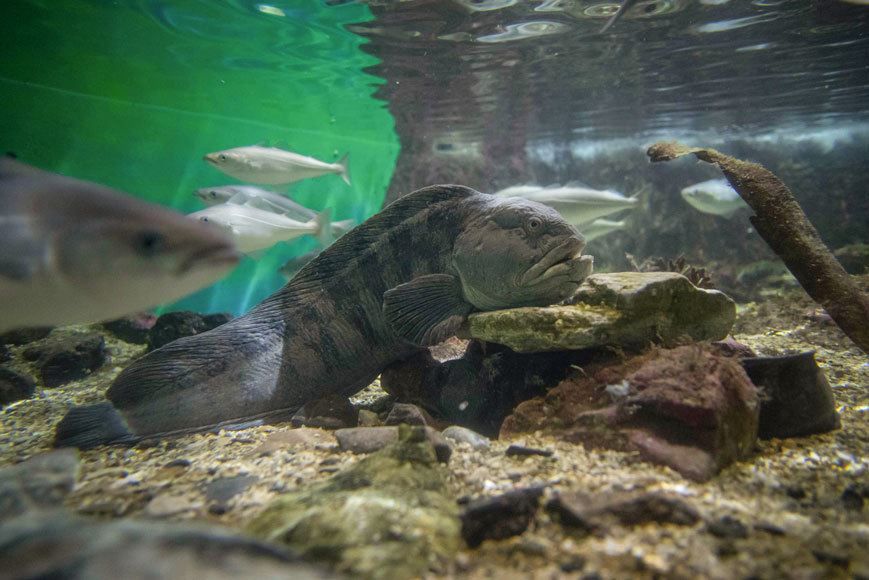 A catfish in one of the aquariums at Polaria in Tromso