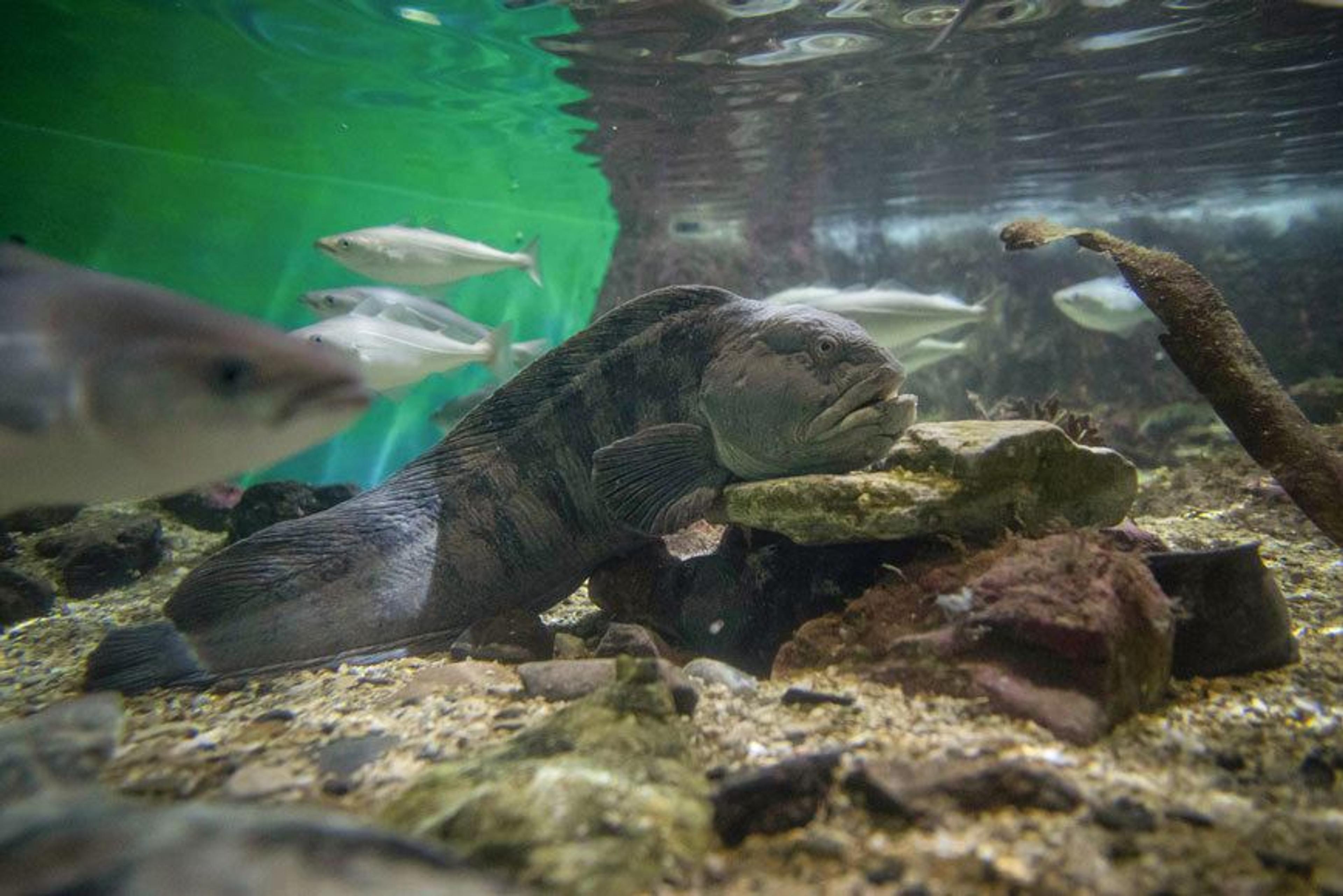 Entrance ticket Polaria