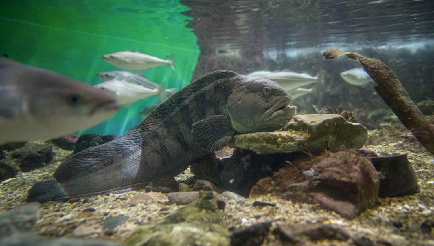 A catfish in one of the aquariums at Polaria in Tromso