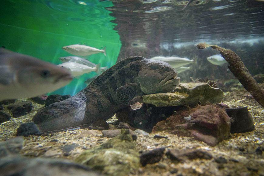 Entrance ticket Polaria