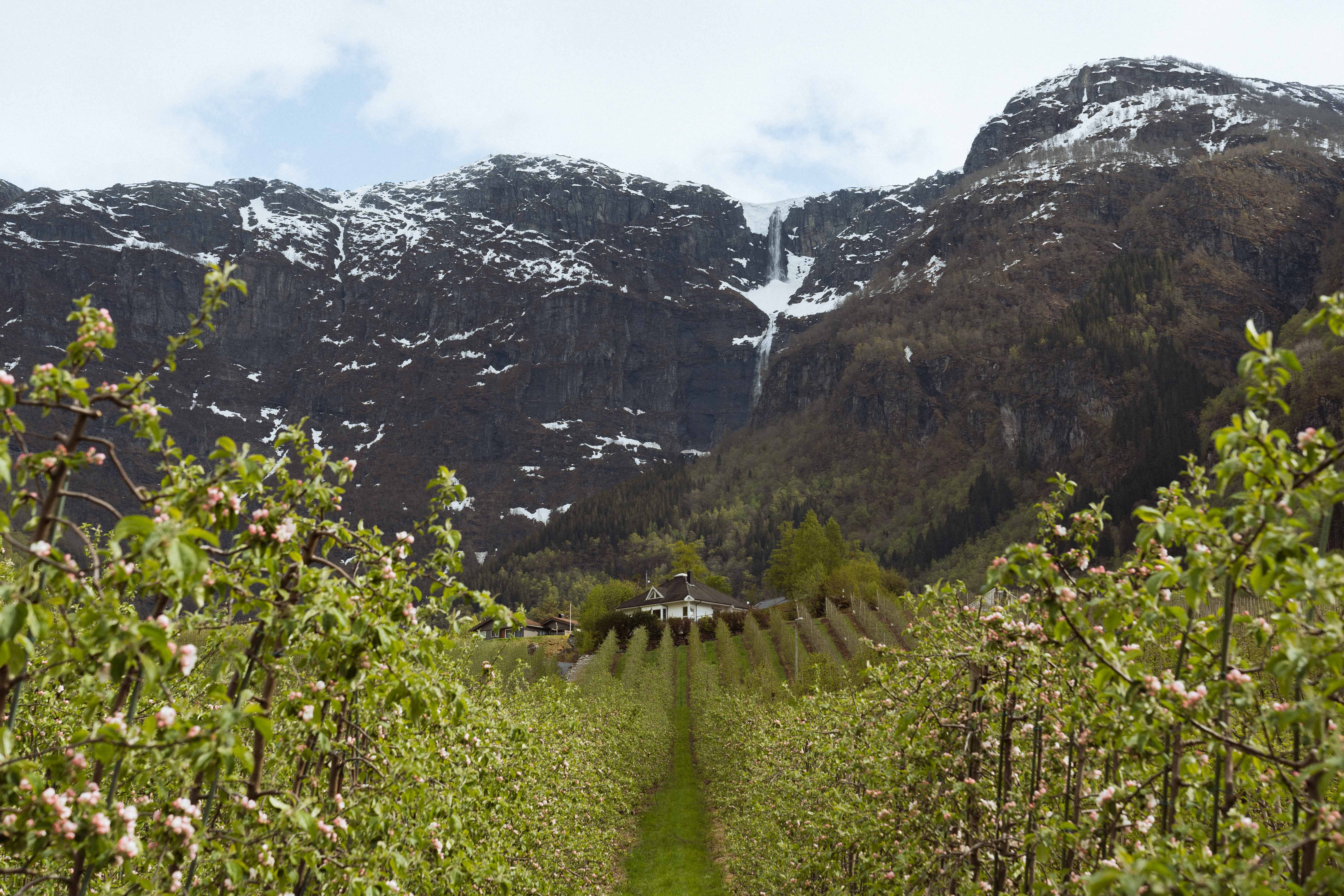 Utsikt frå Fruktstien i Hardanger over gardar, eplehagar og fossande fjell.