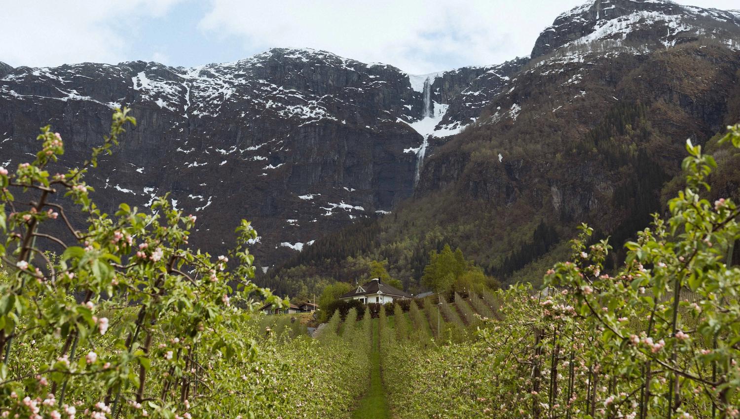 Utsikt frå Fruktstien i Hardanger over gardar, eplehagar og fossande fjell.
