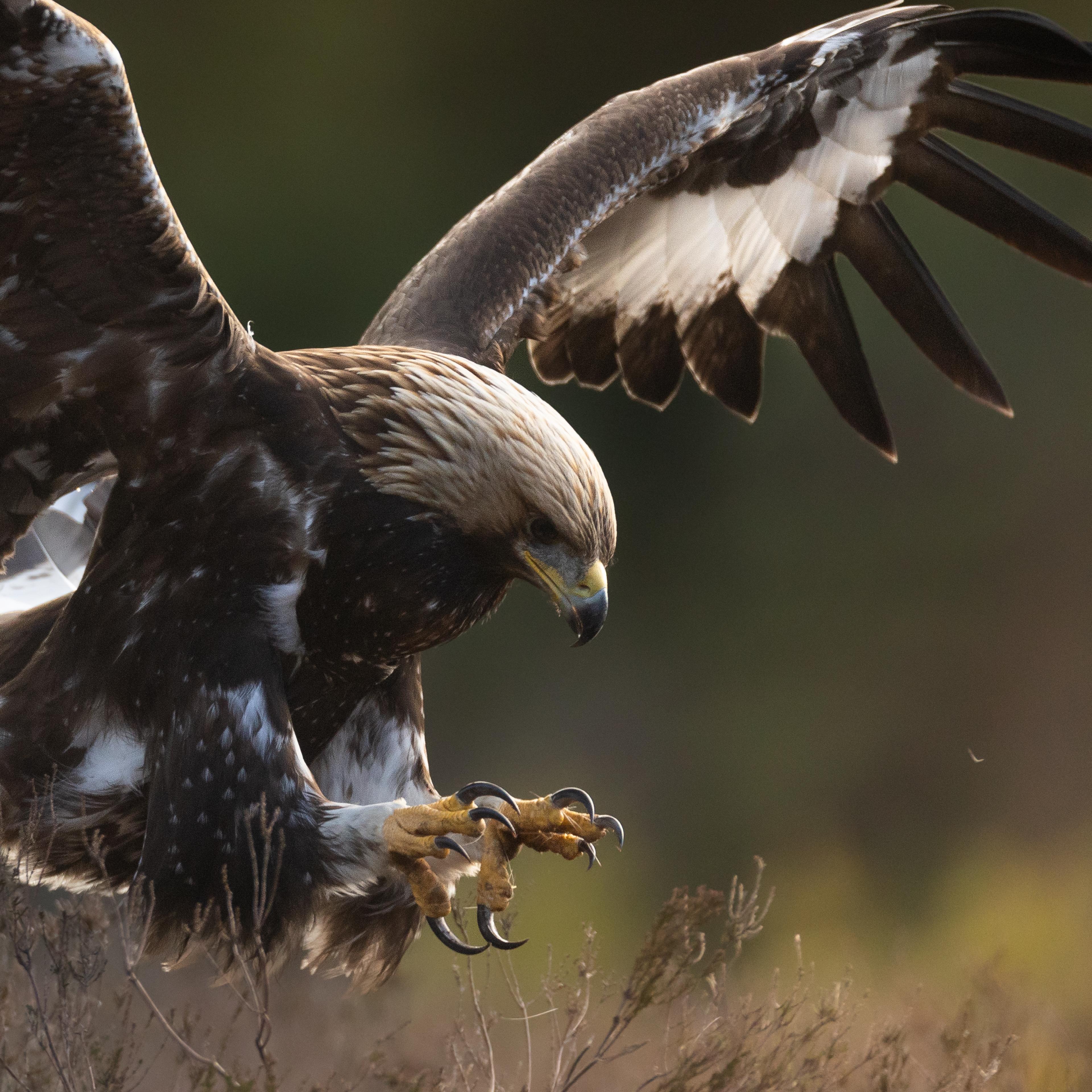 Golden eagle as it attacks something.