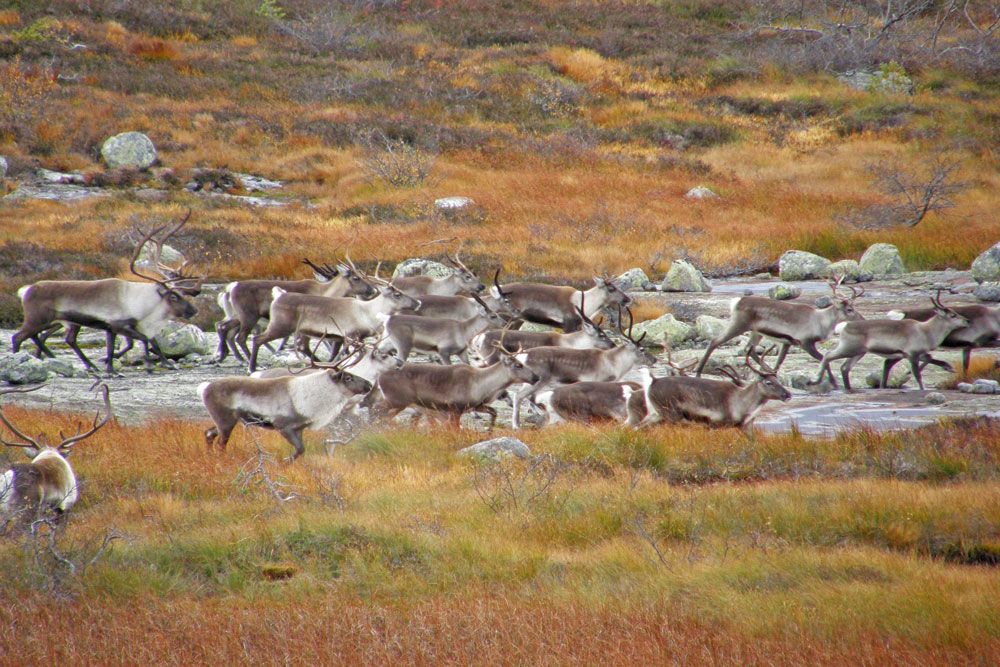 Reinsdyr på Roan