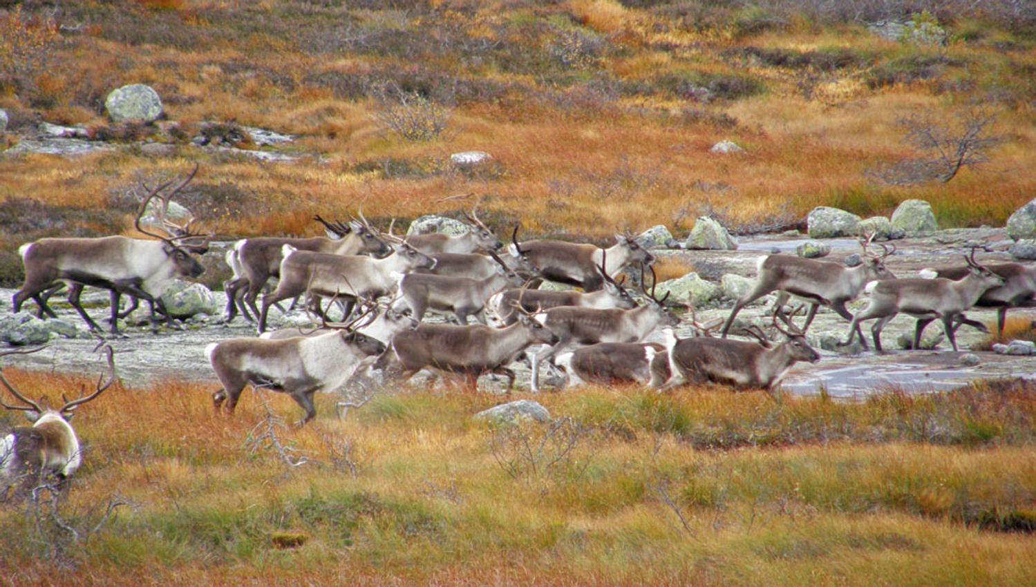 Reinsdyr på Roan