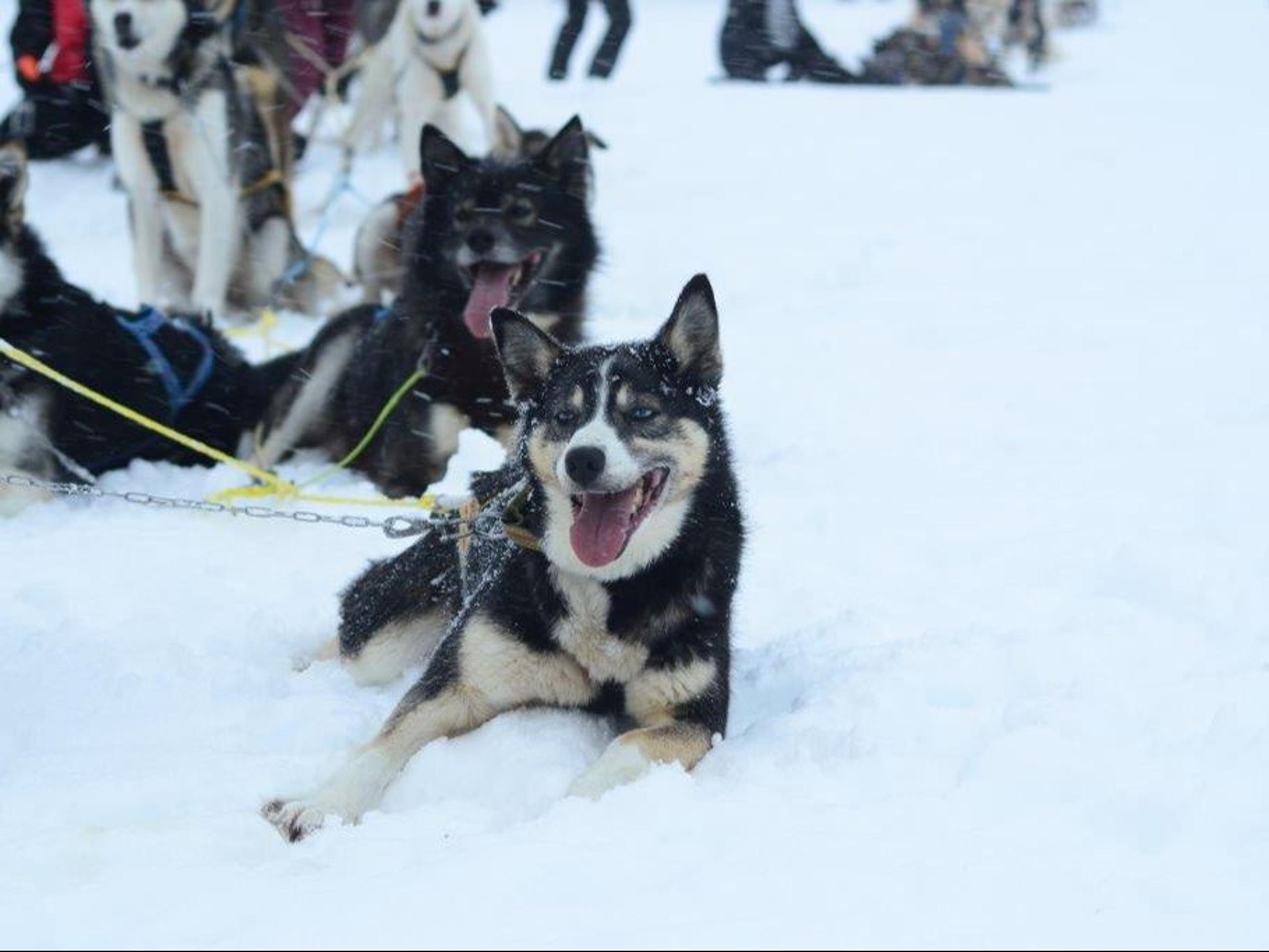 Dog Sledding in Arctic Nature with Lunch First