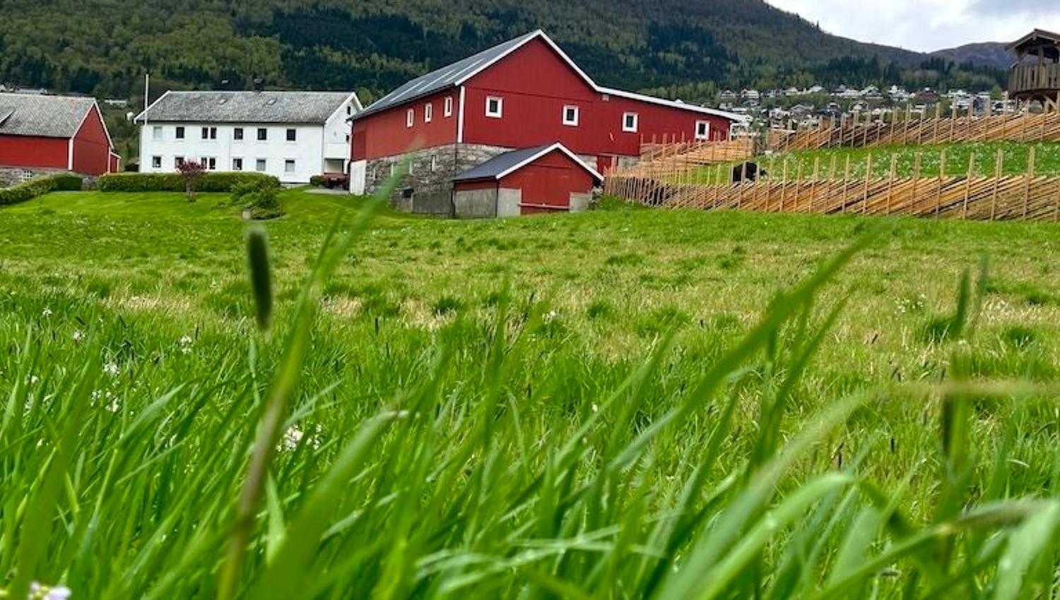 Grønt gras i forgrunnen med raud løe og kvite bygningar ved foten av skogkledde fjell under skyer..