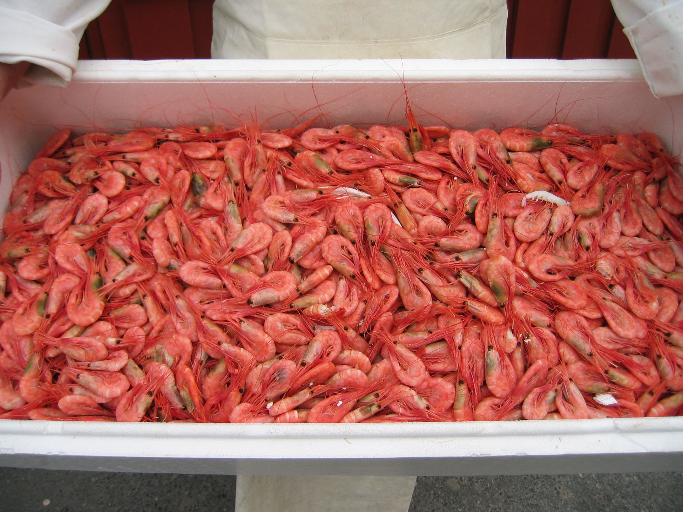 Ferske reker hele året