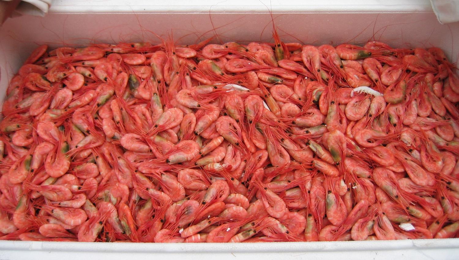 Ferske reker hele året