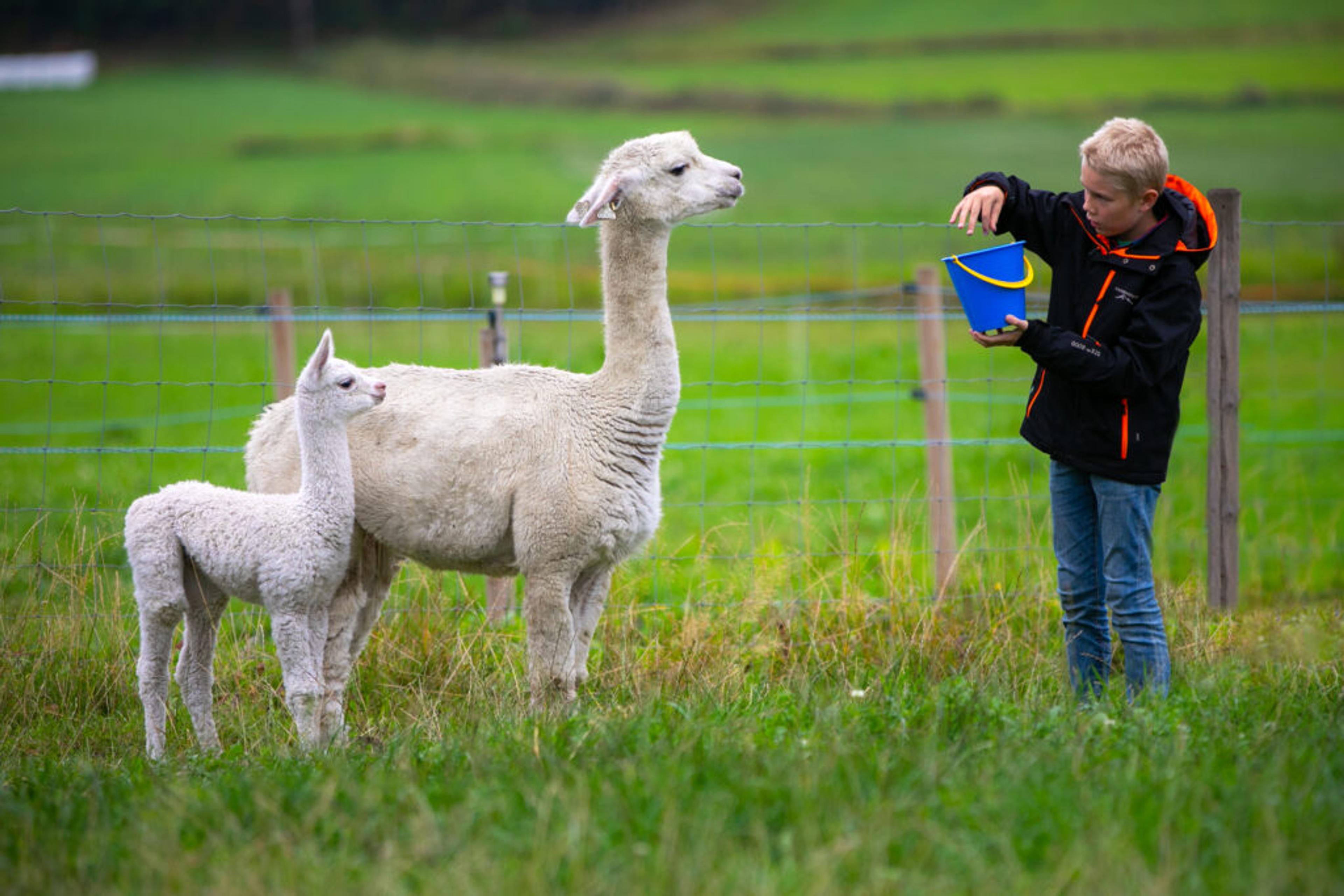 Alpakka og gutt