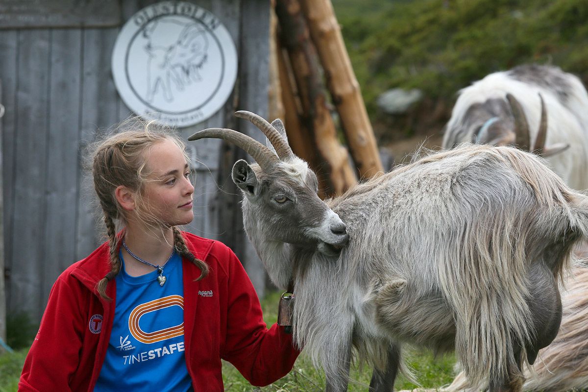 "Smak av stølsliv" på Olestølen