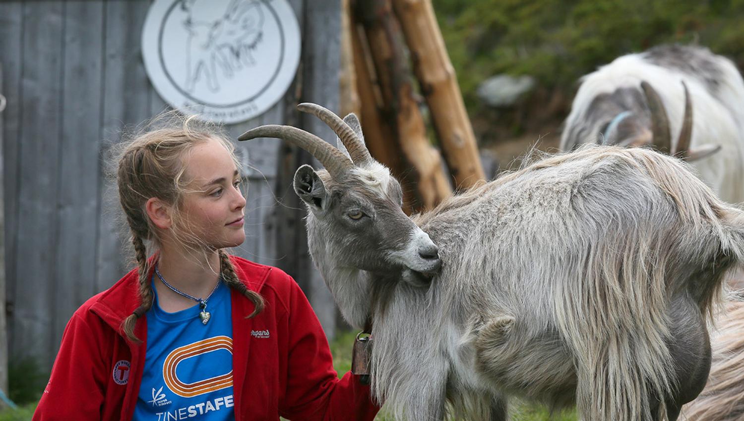 "Smak av stølsliv" på Olestølen