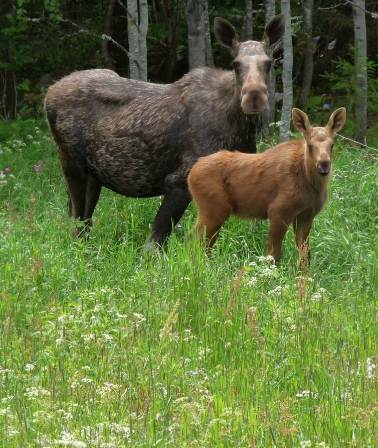 Elgsafari Finnskogen