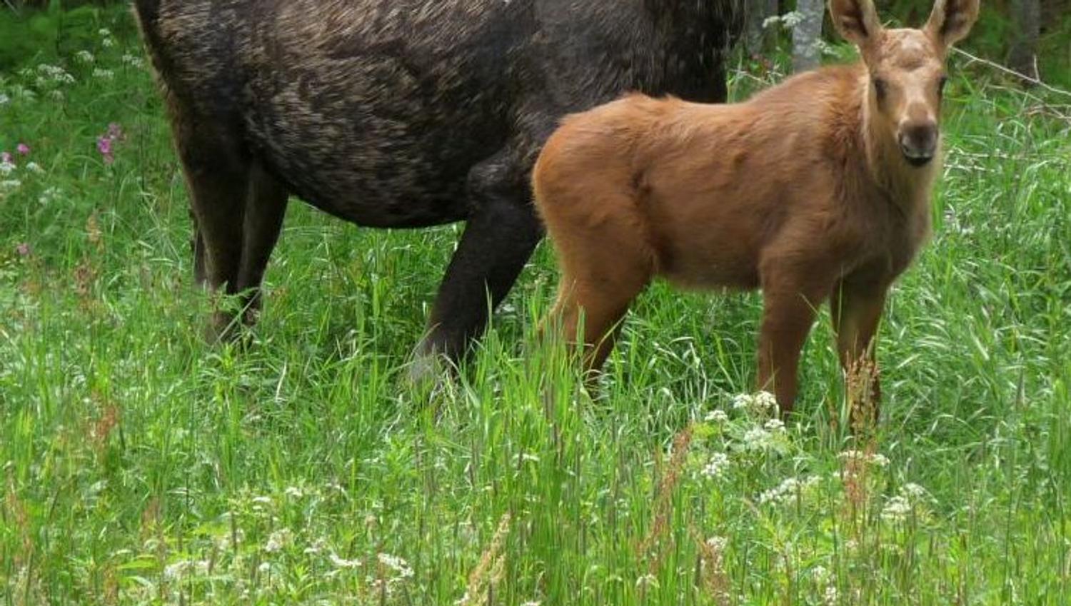 Elgsafari Finnskogen