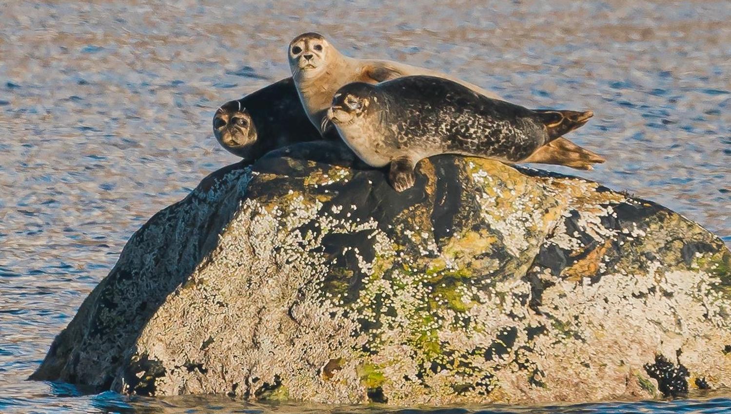 seals on a rock in the sea