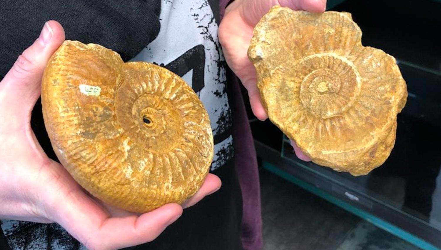 Fossiler av snegle
