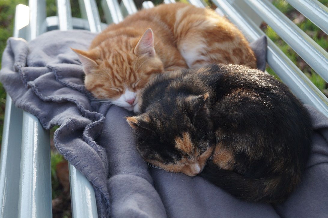 Two small cats sleeping on a blanket on a bench