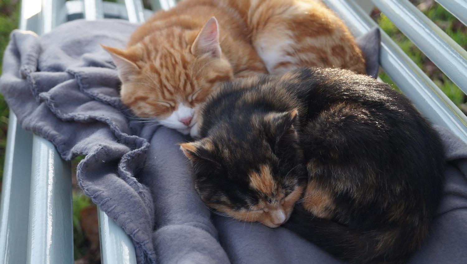 Two small cats sleeping on a blanket on a bench