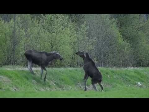 Moose argue