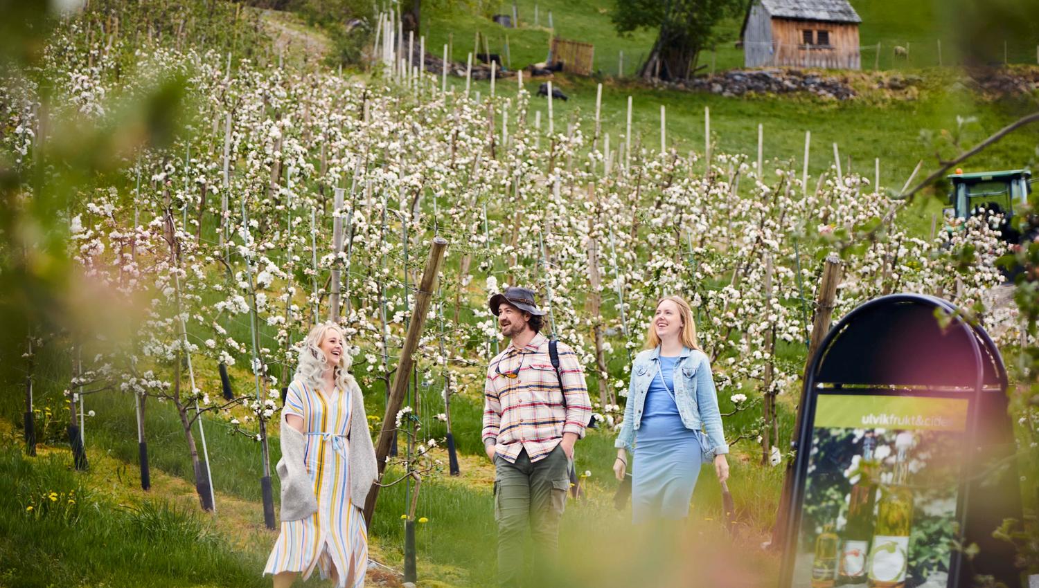 Three happy visitors walk through blooming apple orchards at Ulvik Frukt & Cideri in Hardanger.