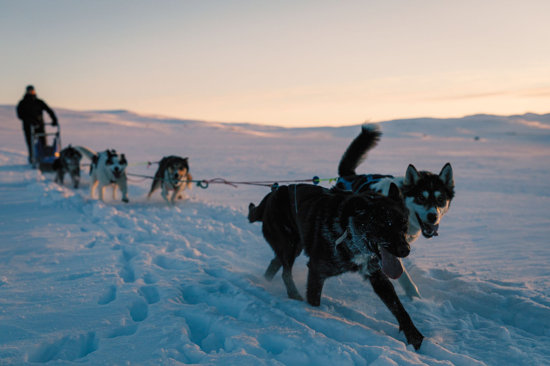 Geilo_Husky