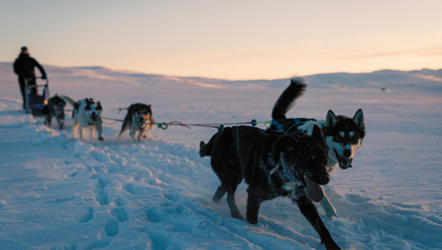 Geilo_Husky