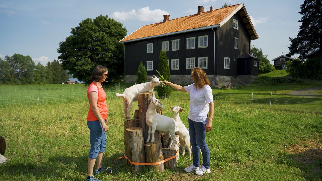Geiter på Stokke Nedre, unik overnatting