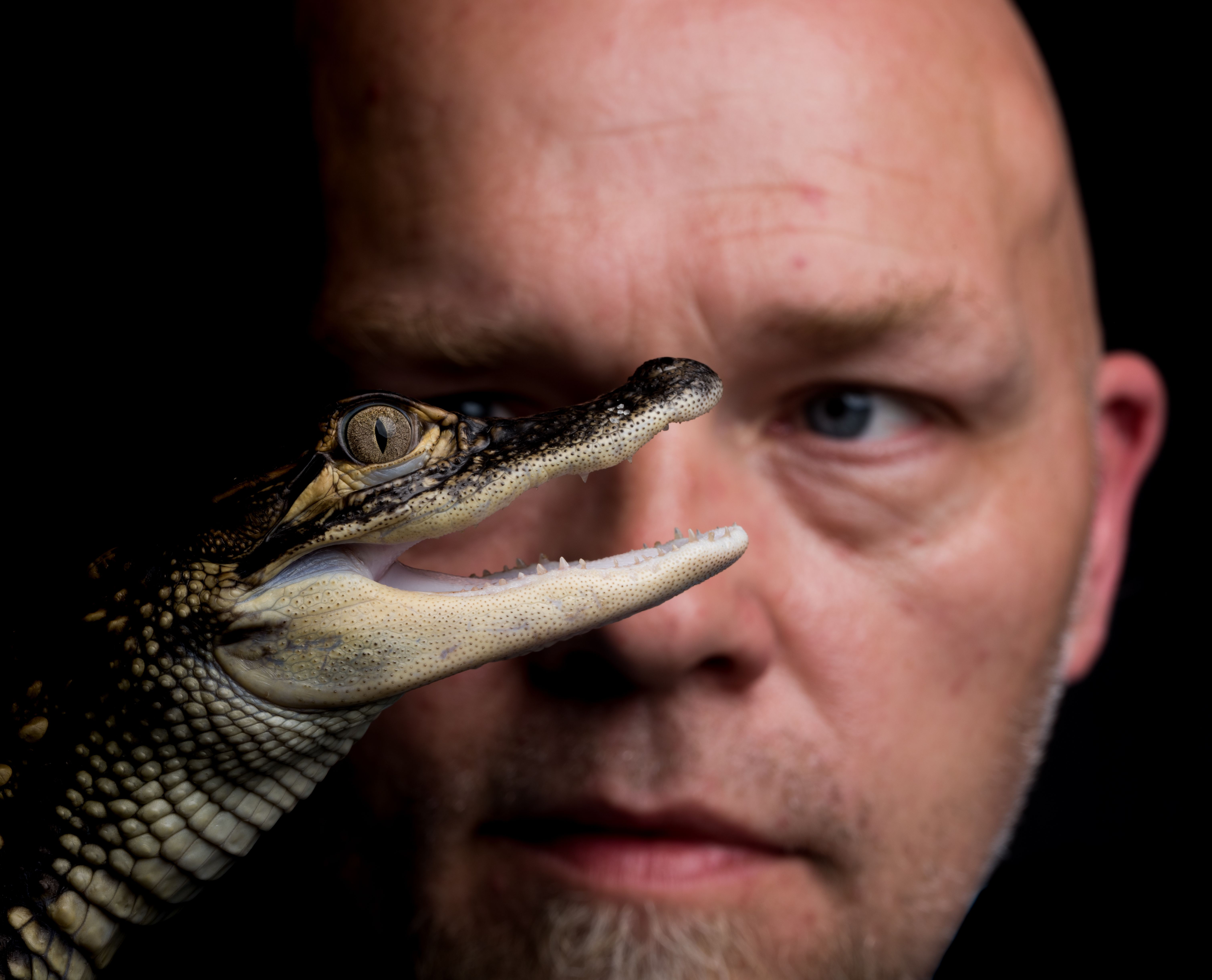 Se krokodillene på Akvariet!
